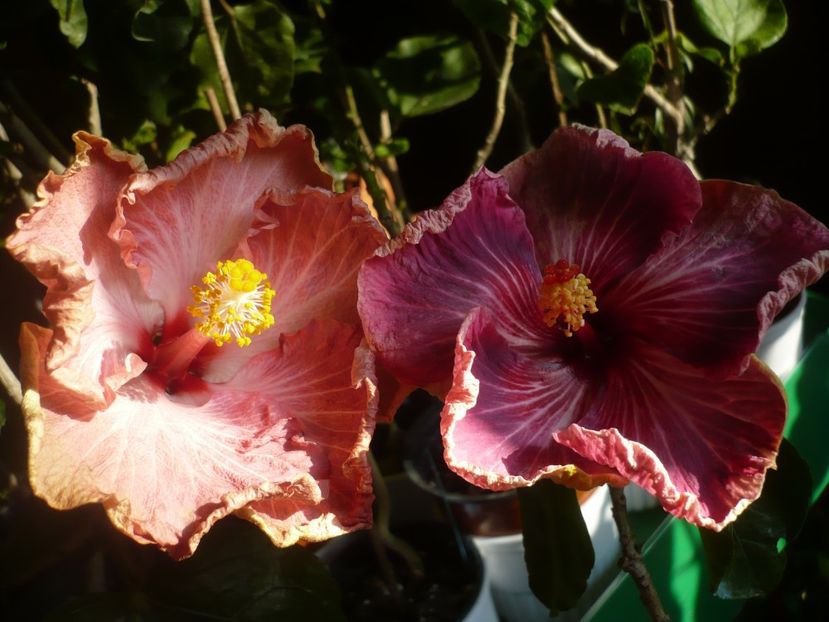 P1400501 - HIBISCUSI 2018-4