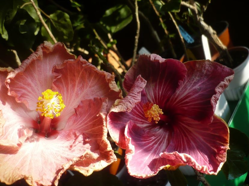 P1400502 - HIBISCUSI 2018-4