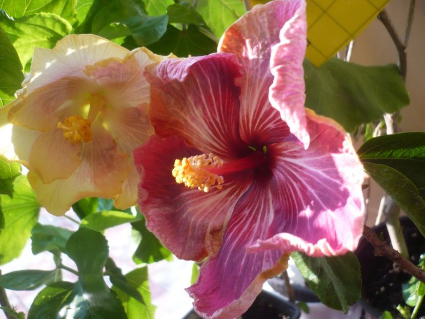 P1400505 - HIBISCUSI 2018-4