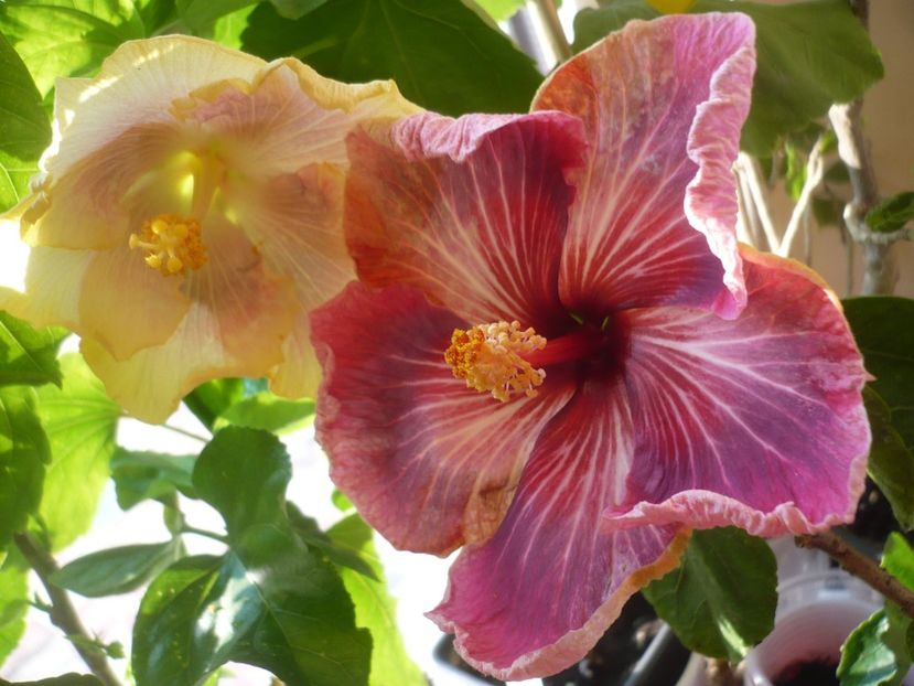 P1400507 - HIBISCUSI 2018-4