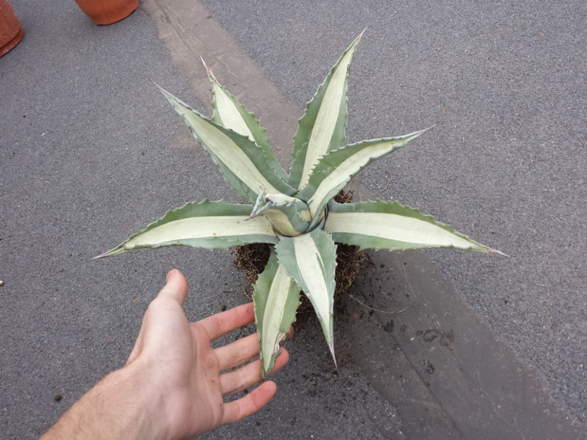  - Agave - 2018 - 2020