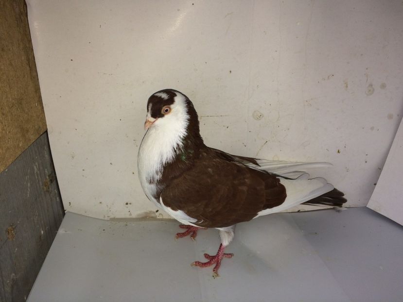 7055  mascul  2018_1 - tineret 2018