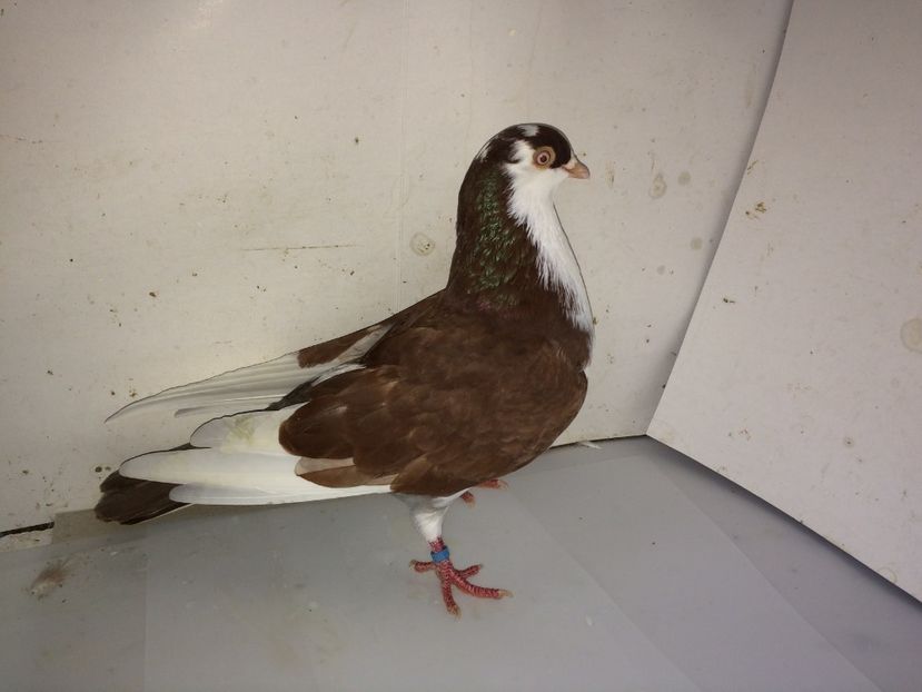 7055  mascul  2018_2 - tineret 2018