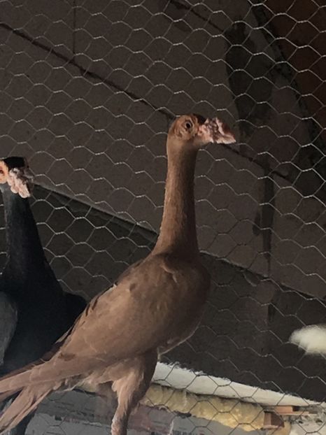 CAC117A1-6E59-4F89-B694-F3161797E228 - CARIERI MATCA 2018