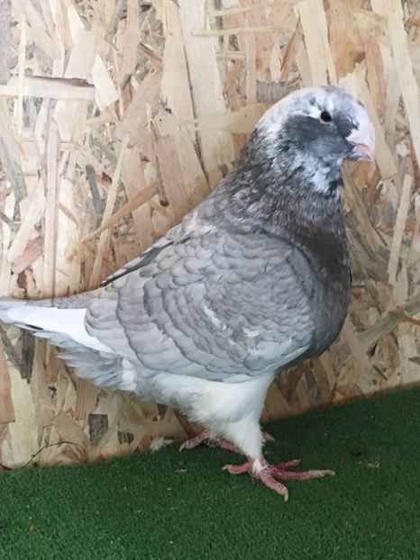 7F0BBD2A-58B6-467B-B074-2F6CE643F205 - 4-MASCULI AMERICAN GIANT HOMER MATCA 2020