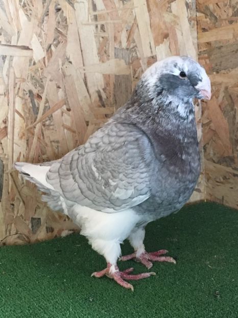 641F397D-0994-43BD-982C-DD1E0B38499C - 4-MASCULI AMERICAN GIANT HOMER MATCA 2020