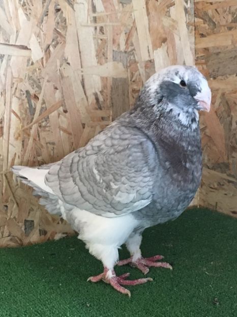 7F5301DB-8FAD-48BF-85F8-0A5AB921F7EE - 4-MASCULI AMERICAN GIANT HOMER MATCA 2020