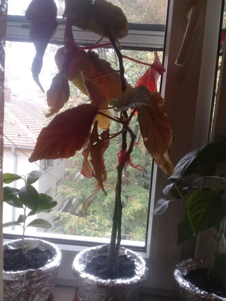 received_257423211629975 - flori din curte si casa