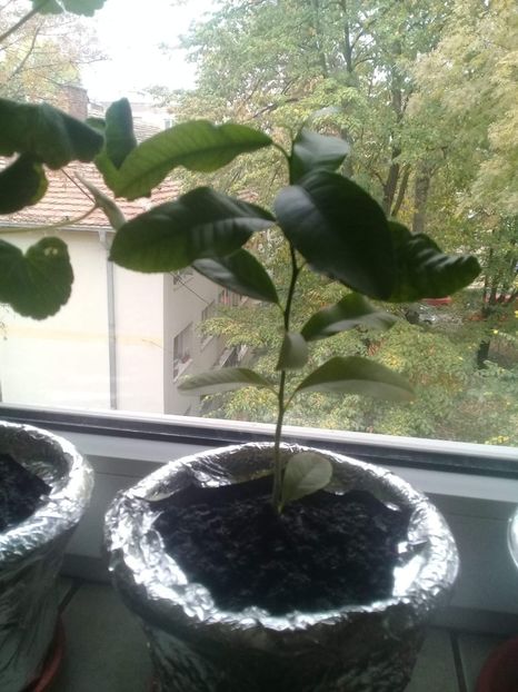 received_715050088894495 - flori din curte si casa