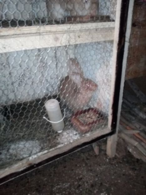 - Poze noi si vechi cu adapostul meu de urecheati