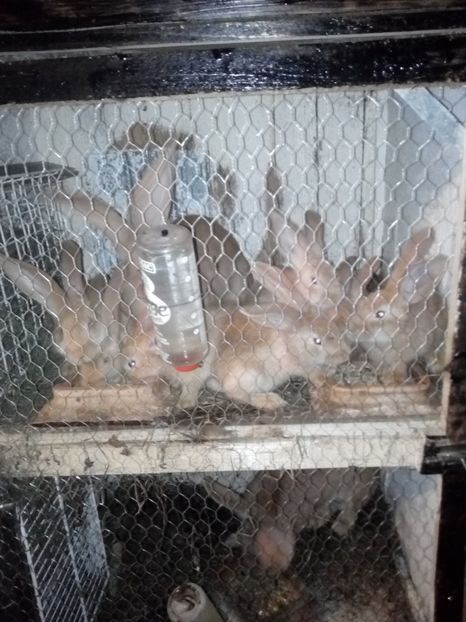  - Poze noi si vechi cu adapostul meu de urecheati