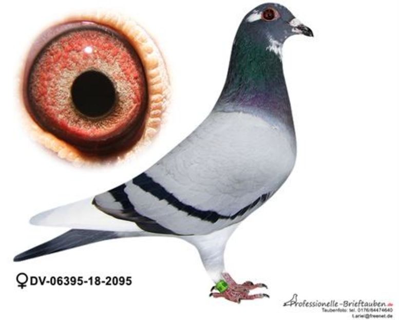 "Miss Fighter" - Miss Fighter