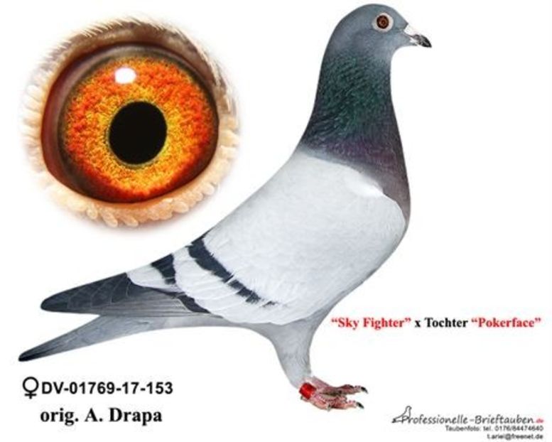 Mama "Miss Fighter" - Miss Fighter