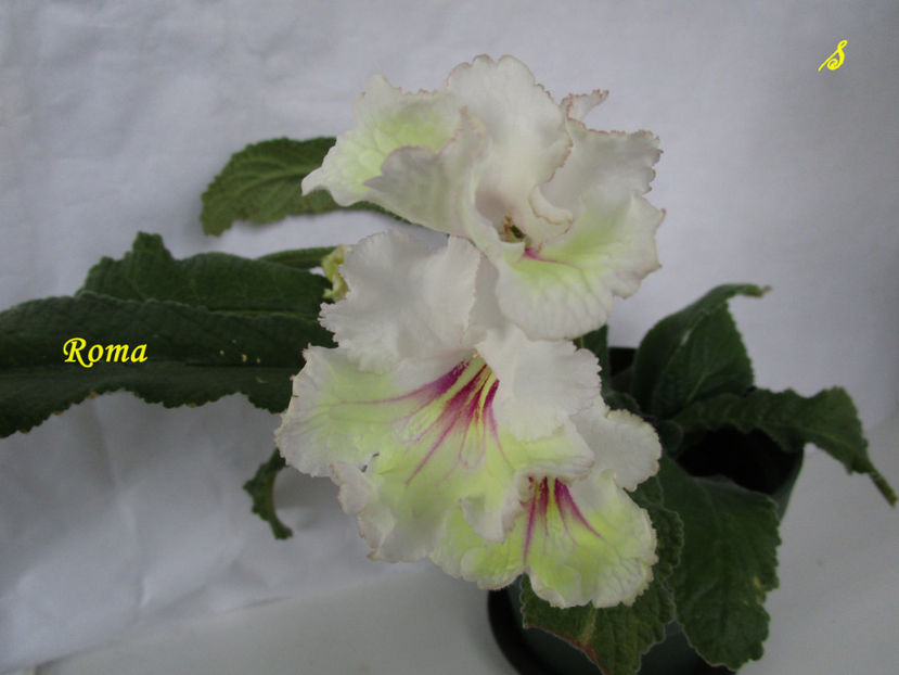 Roma(24-x-2018) - Streptocarpusi 2018