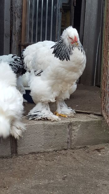  - Brahma Herminat Deschis