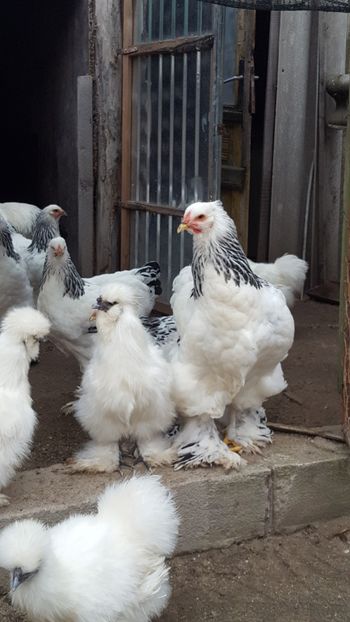  - Brahma Herminat Deschis