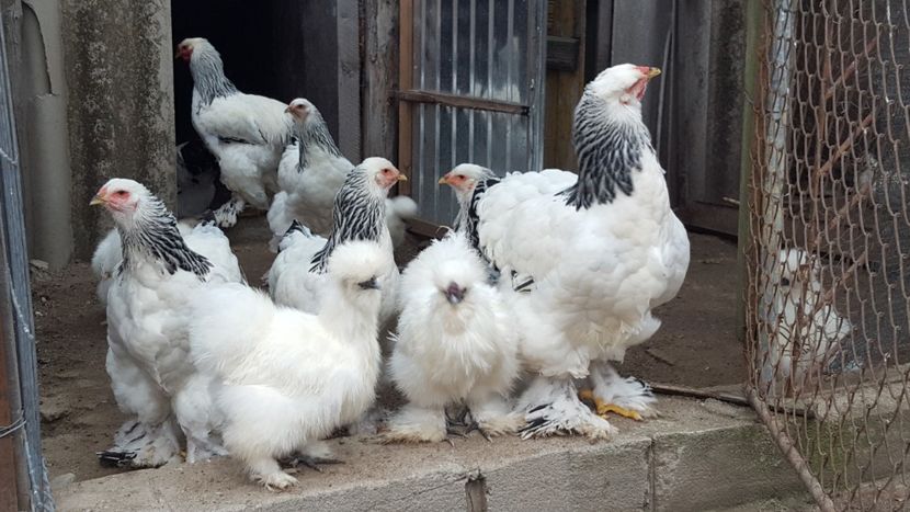  - Brahma Herminat Deschis