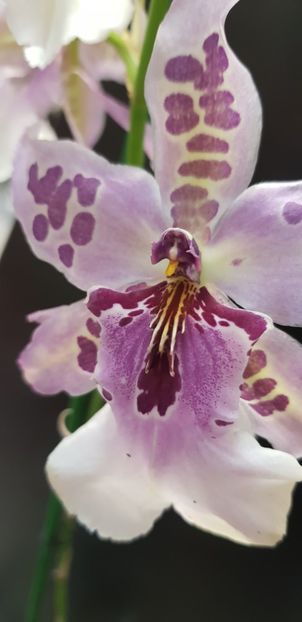 Beallara Peggy Ruth Carpenter 'Morning Joy' - Orhideele mele 2018