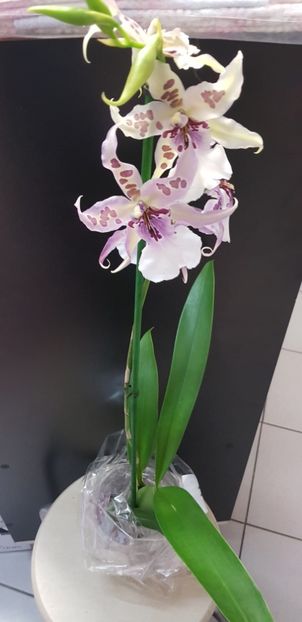 Beallara Peggy Ruth Carpenter 'Morning Joy' - Orhideele mele 2018