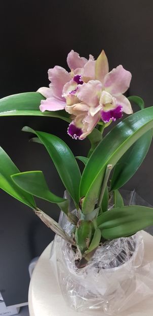 Cattleya - Orhideele mele 2018