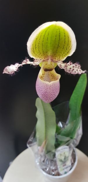 Papiophedilum pinocchio - Orhideele mele 2018