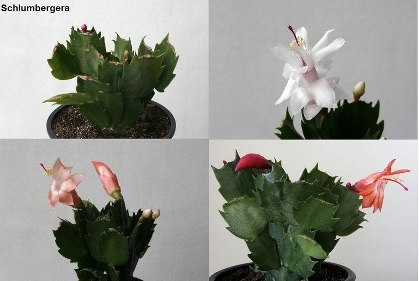 20.12.17 - 05 Schlumbergera