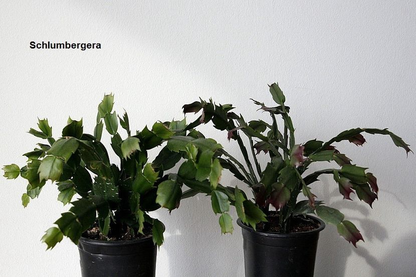 24.10.18 - 05 Schlumbergera
