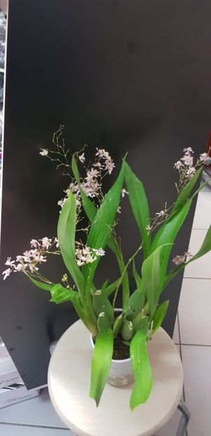 ORHIDEE ONCIDIUM ORNITHORHYNCHUM FARA FLORI (AROMA DE VANILIE) - Orhideele mele 2018