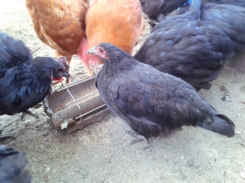 received_2024357310960775 - de vanzare sau schimb 2018