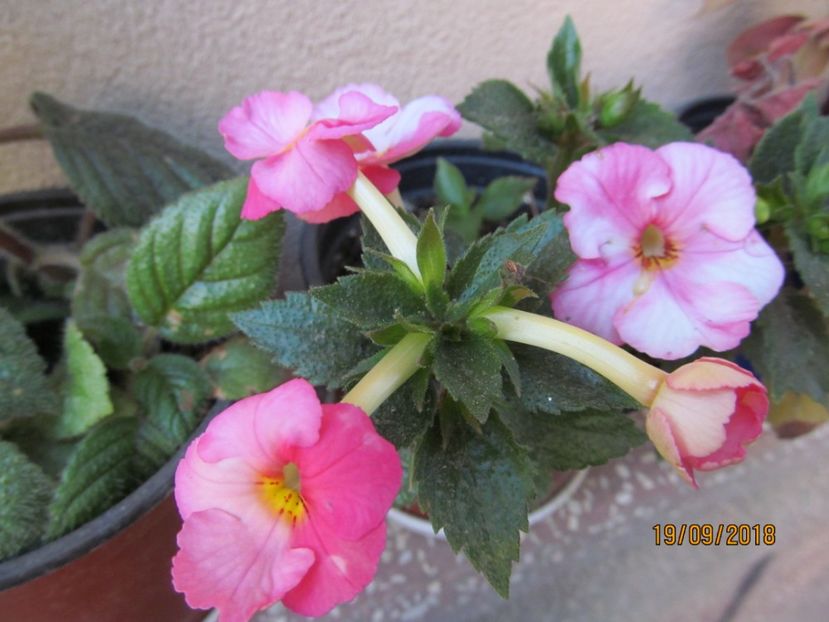  - ACHIMENES 2020 - VANZARI HIBRIZI