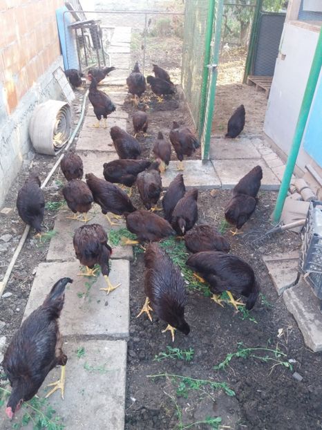  - DE VĂNZARE GAINI RHODE ISLAND TINERET 2018