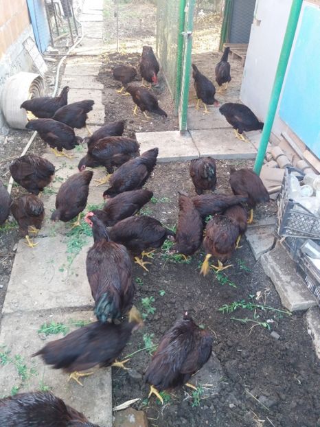  - DE VĂNZARE GAINI RHODE ISLAND TINERET 2018