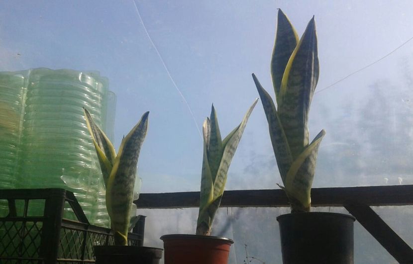 Sanseviera - plante de interior