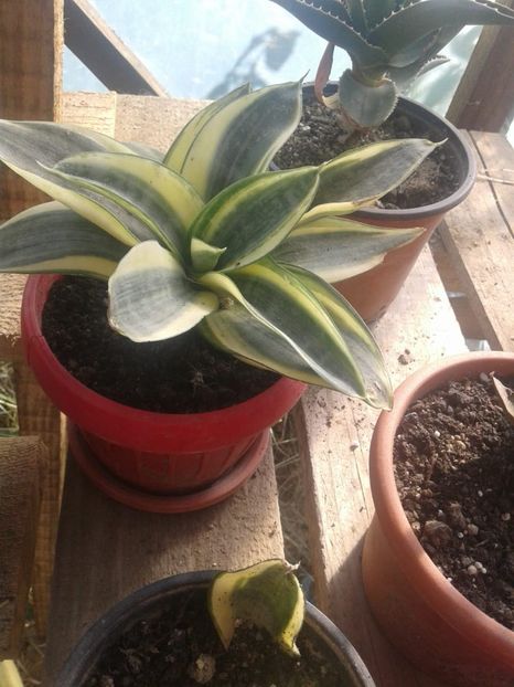 IMG-20181023-WA0016 - plante de interior