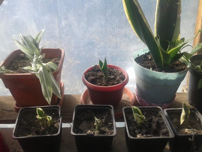 IMG-20181023-WA0015 - plante de interior