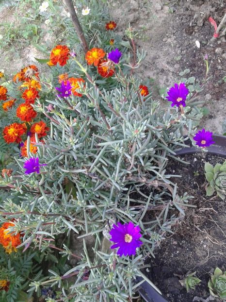 IMG-20181020-WA0002 - plante de interior