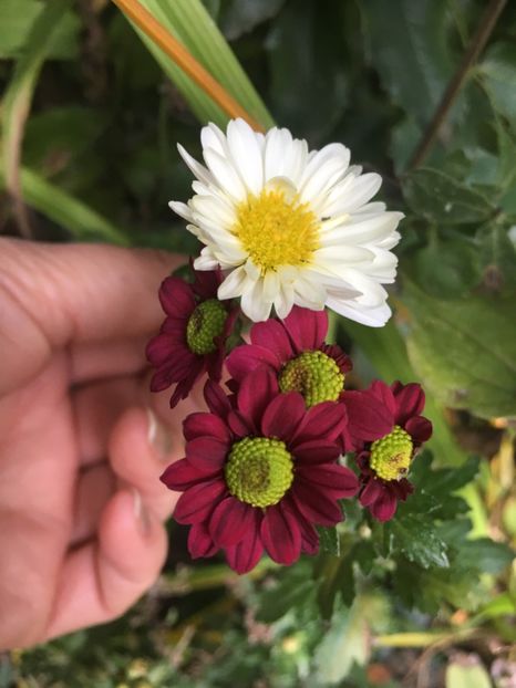 F7317AE0-576F-4423-A97F-3177D03BC894 - Crizanteme 2018