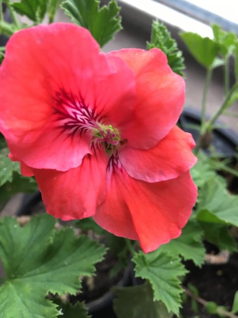 4BBB4F57-A644-44A4-9D5F-5E029904AA54 - Muscate 2018