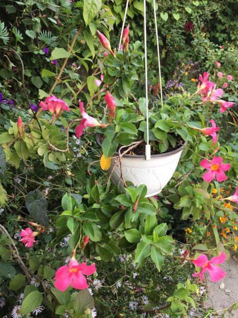 6EE24E49-D145-4B46-96BD-90A335CD70BA - Mandeville 2018