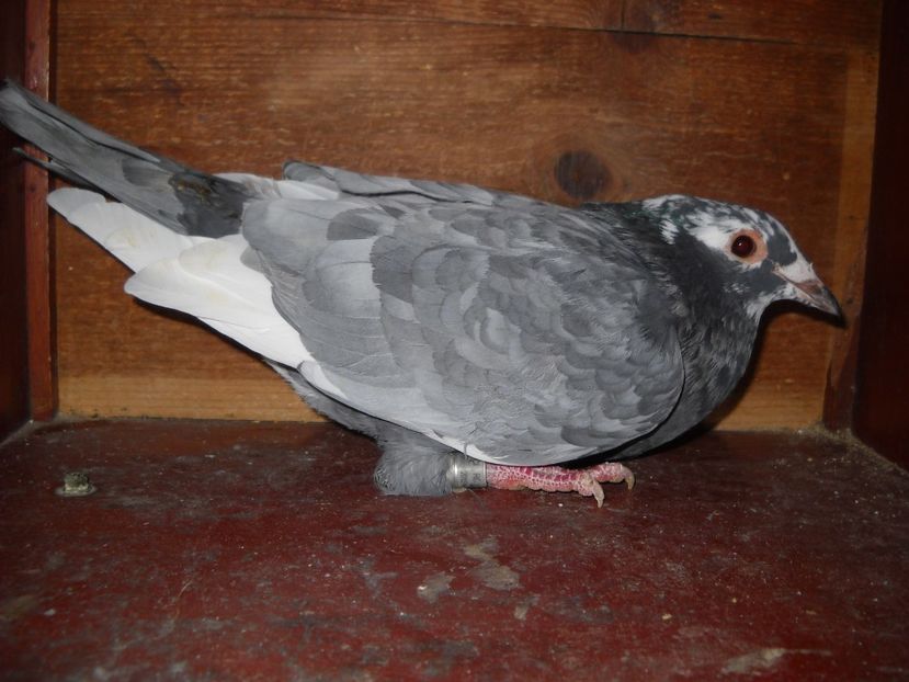  - UNDEVA IN SUCEAVA arhiva