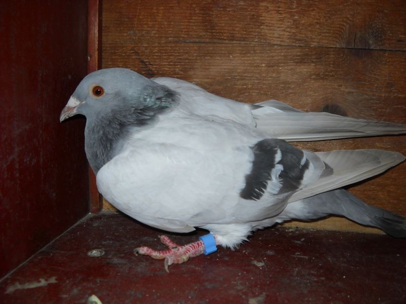  - UNDEVA IN SUCEAVA arhiva