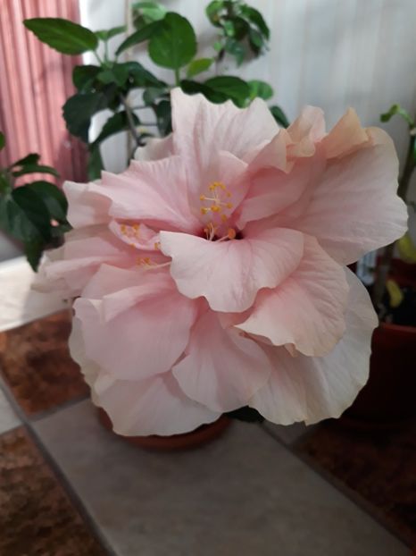  - Classic Pink