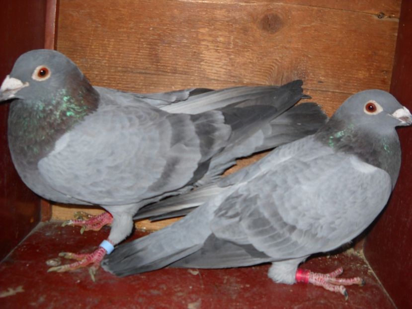  - UNDEVA IN SUCEAVA arhiva