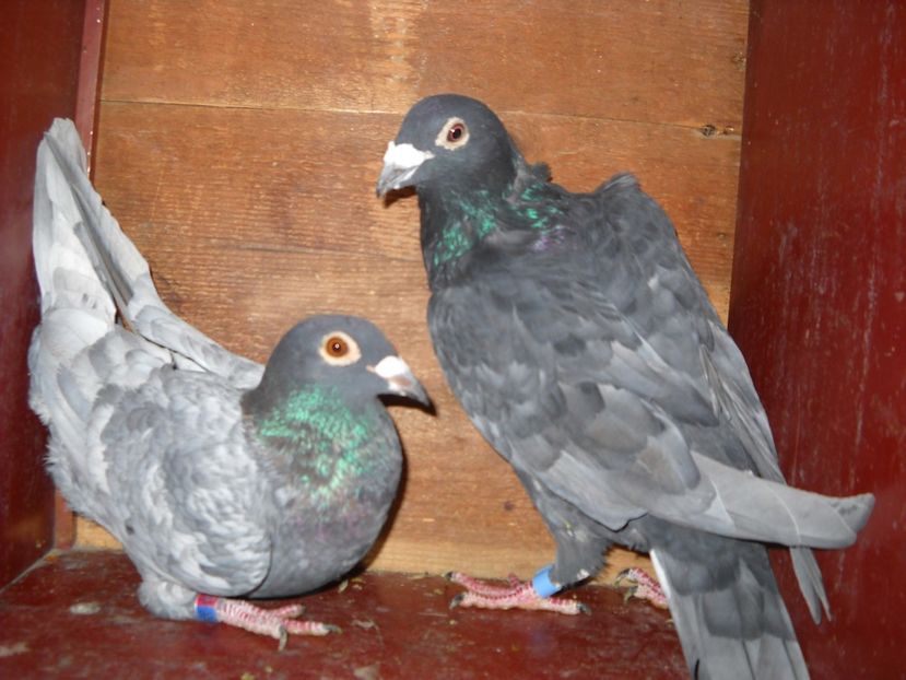  - UNDEVA IN SUCEAVA arhiva