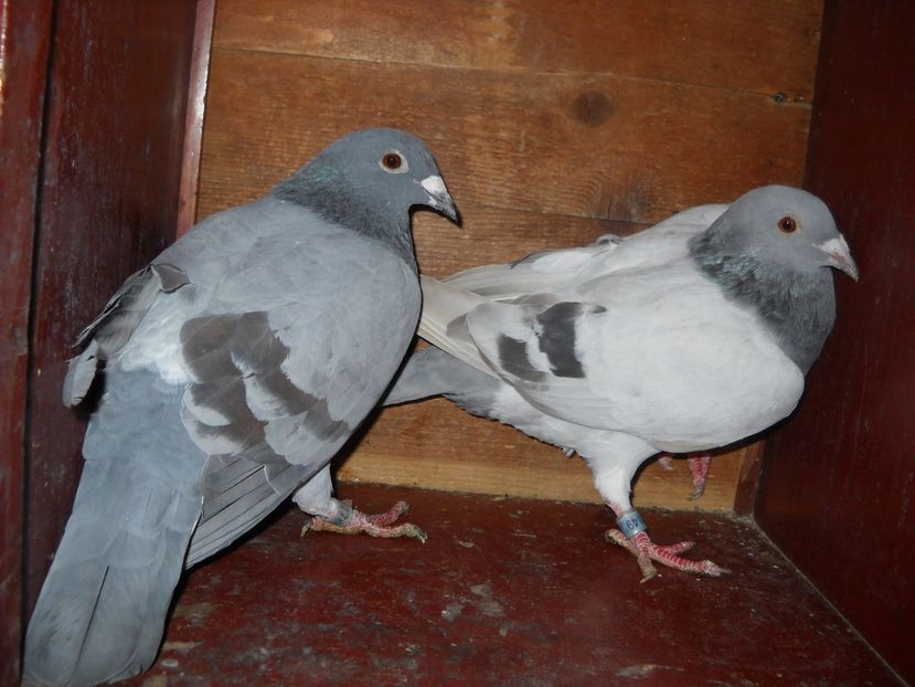 PER. - UNDEVA IN SUCEAVA arhiva