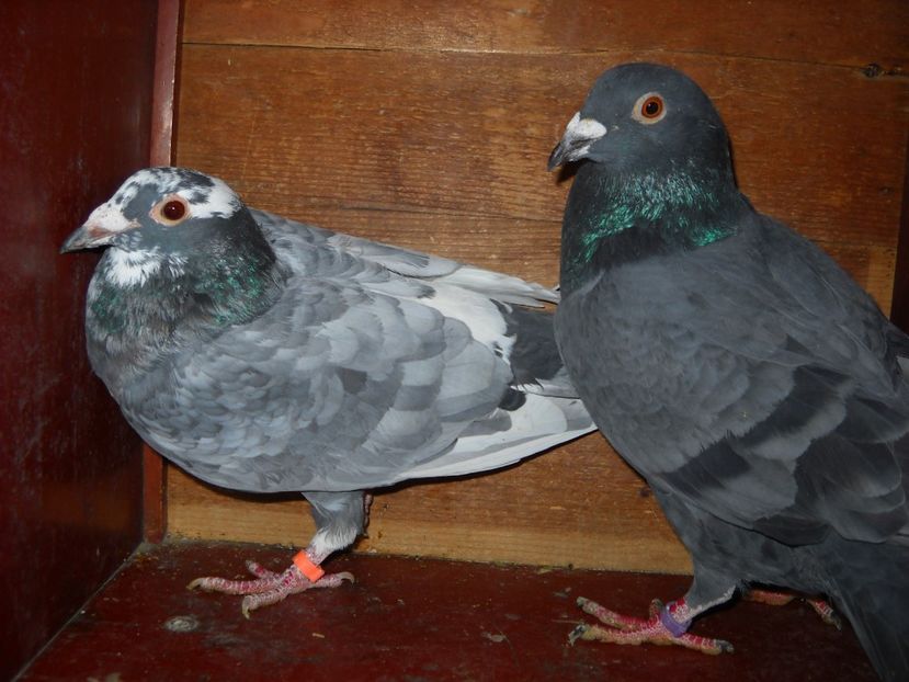  - UNDEVA IN SUCEAVA arhiva