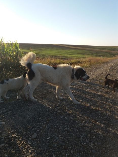 Hector-11 luni - Masculi