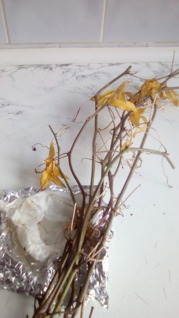 passiflora caerulea - 2 NOUTATI în colecția mea - 2018 -2019
