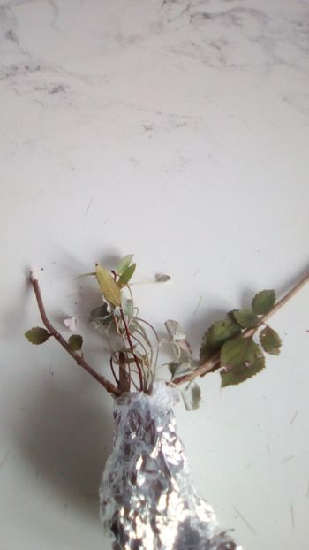 Lantana camara  si dicontra argentea. - 2 NOUTATI în colecția mea - 2018 -2019