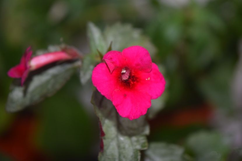  - Achimenes 2018